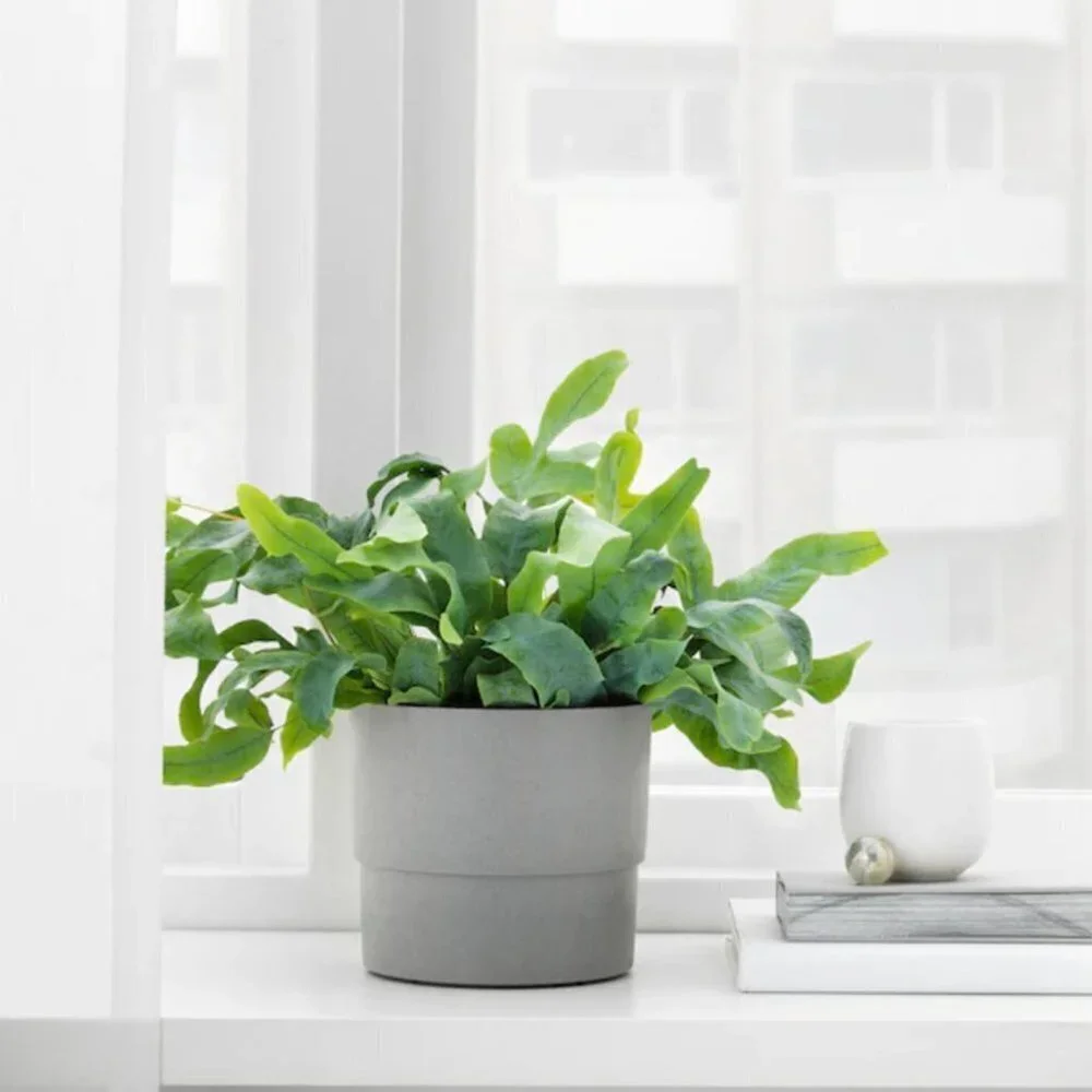Ikea Nypon Gray Plant Pot